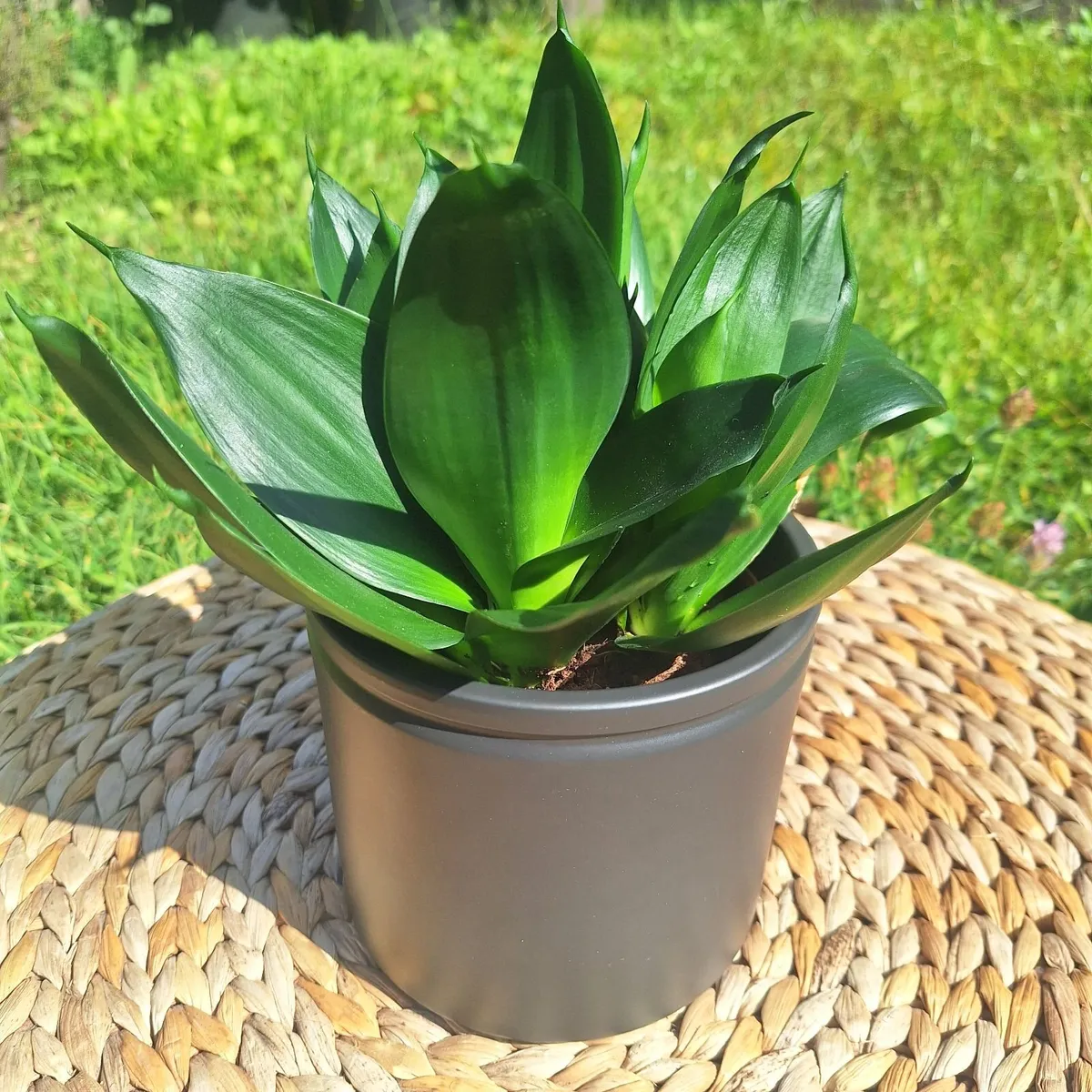 Sansevieria Hahnii in a grey pot - Image 3