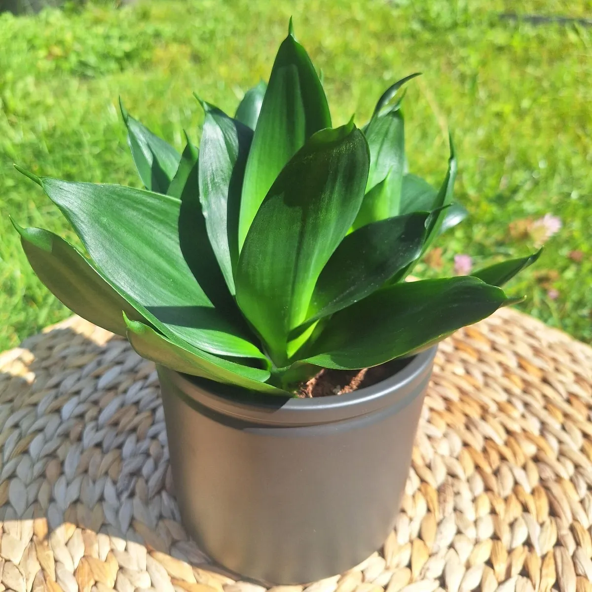 Sansevieria Hahnii in a grey pot - Image 1