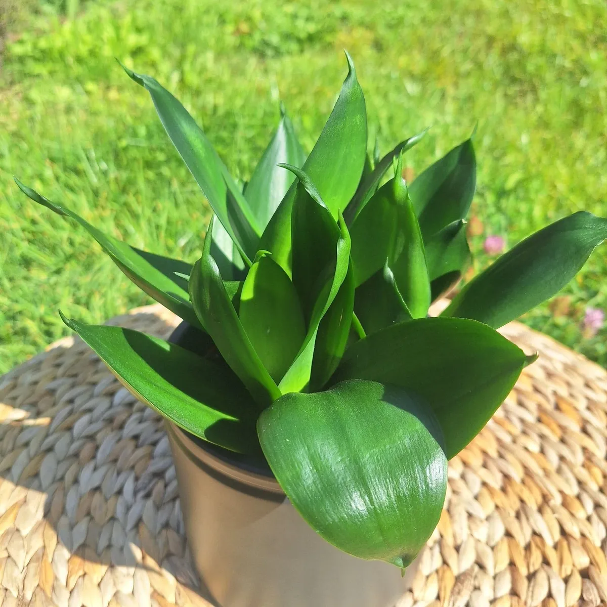 Sansevieria Hahnii in a grey pot - Image 4