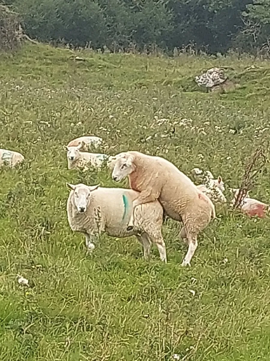 Pedigree registered Belclare Rams - Image 1