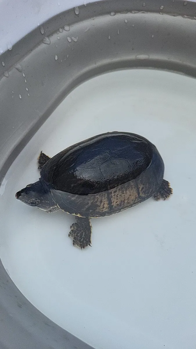 Live Turtle - Image 1