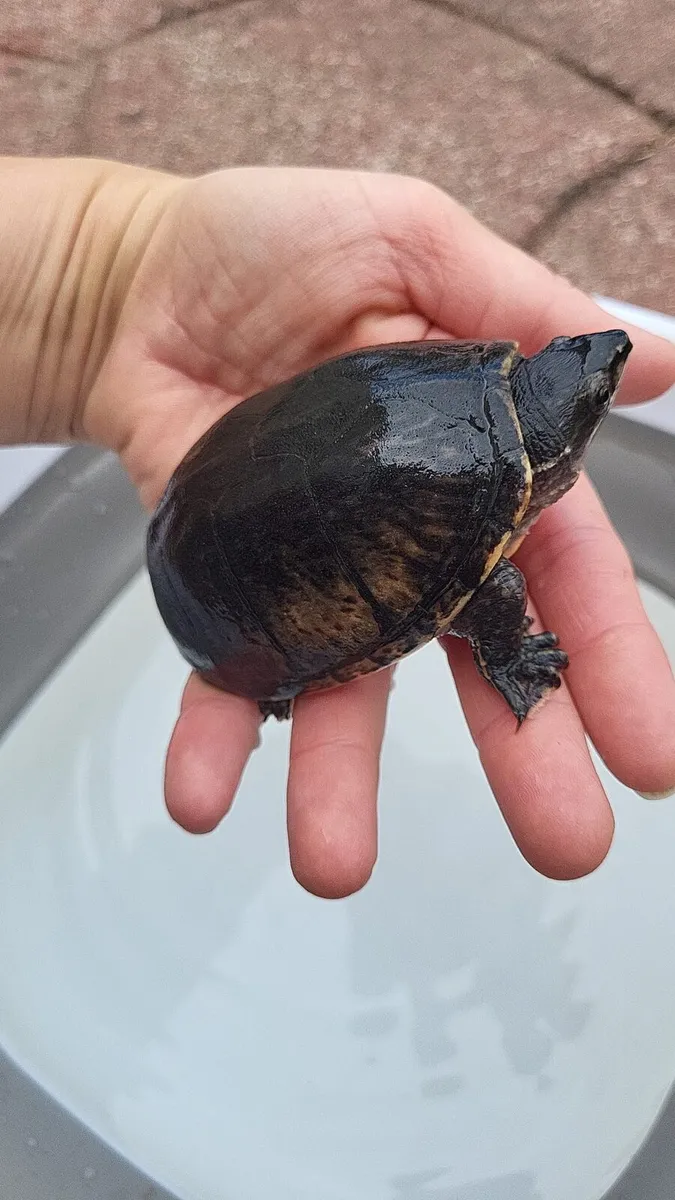 Live Turtle - Image 3