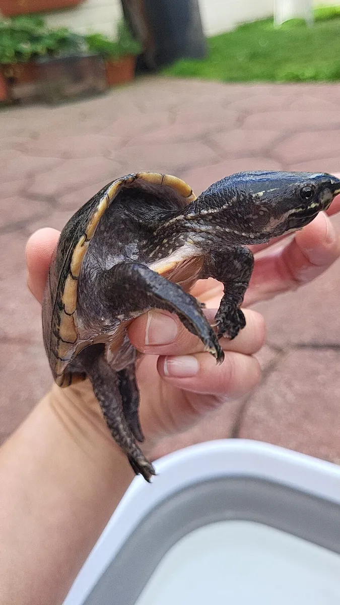 Live Turtle - Image 2