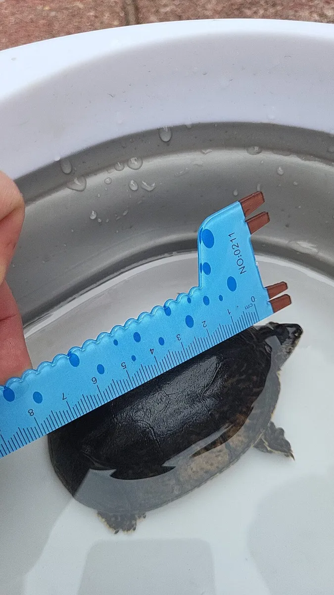Live Turtle - Image 4