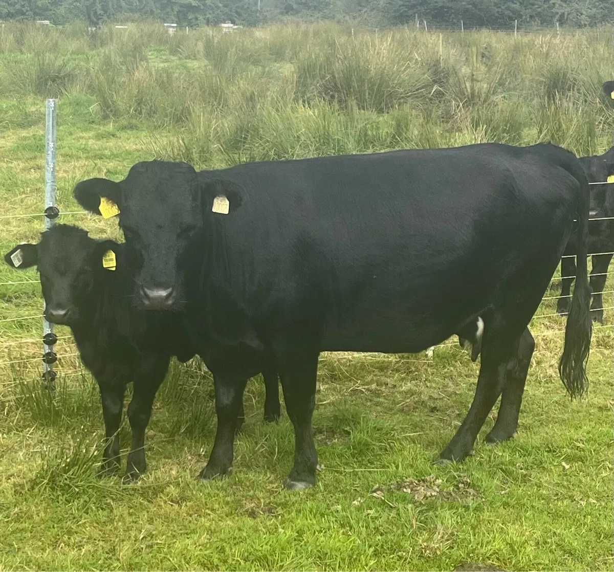 Dexter Cattle - Image 4