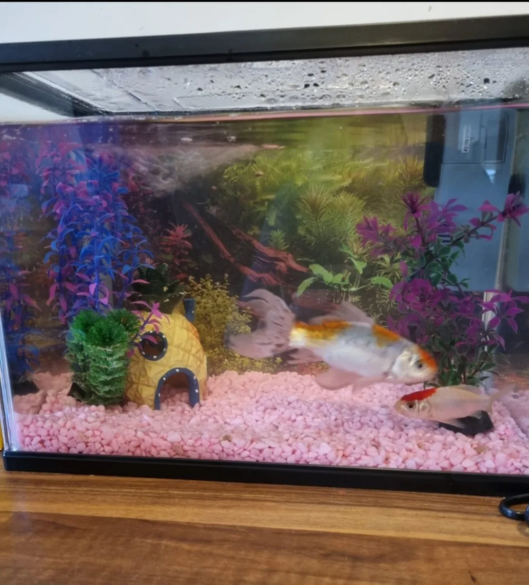 Fish tank and accessories - Image 4