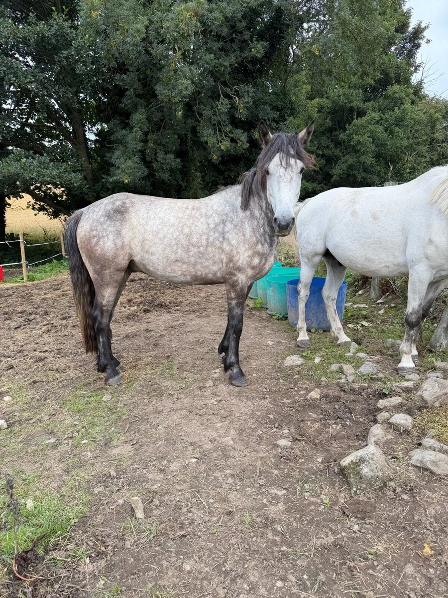 Connemara gelding - Image 1