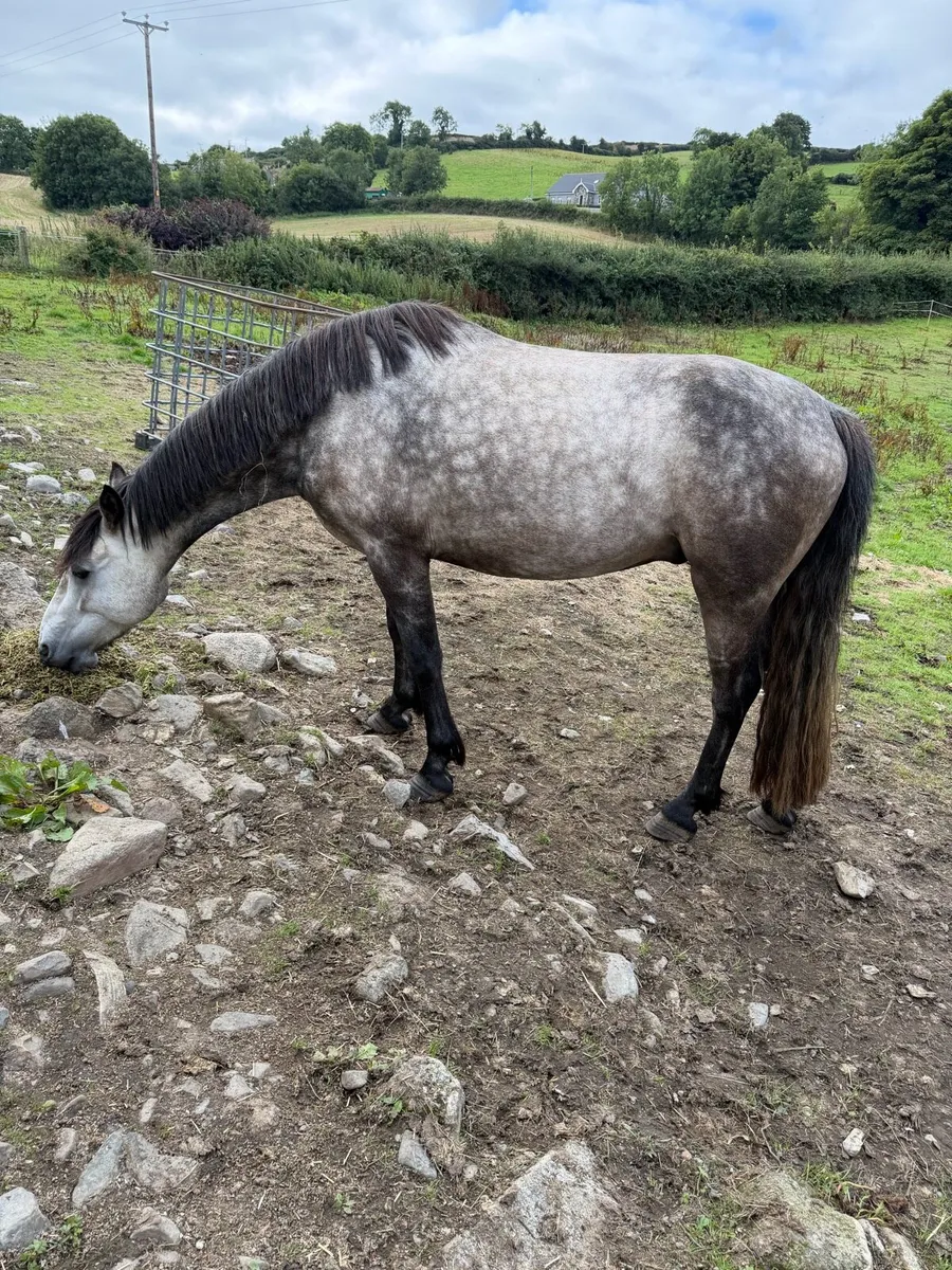 Connemara gelding - Image 4