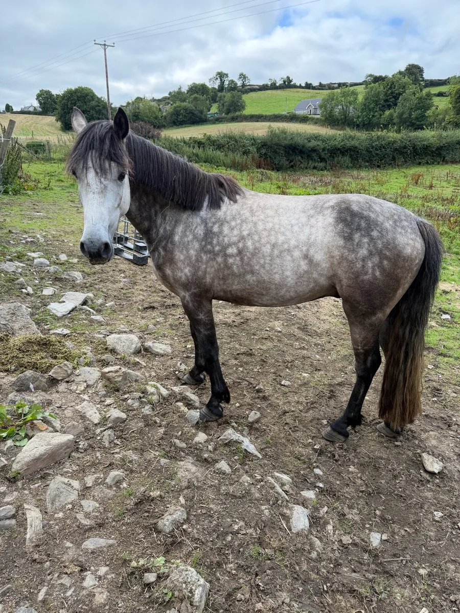 Connemara gelding - Image 2