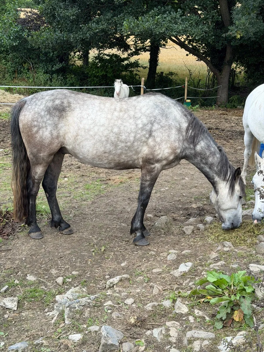 Connemara gelding - Image 3