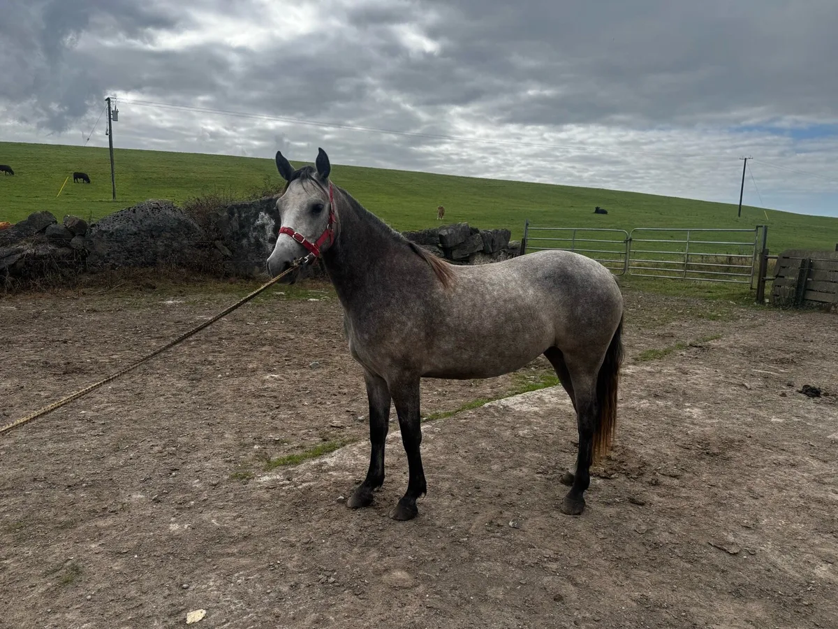 4 Connemara Ponies - Image 4