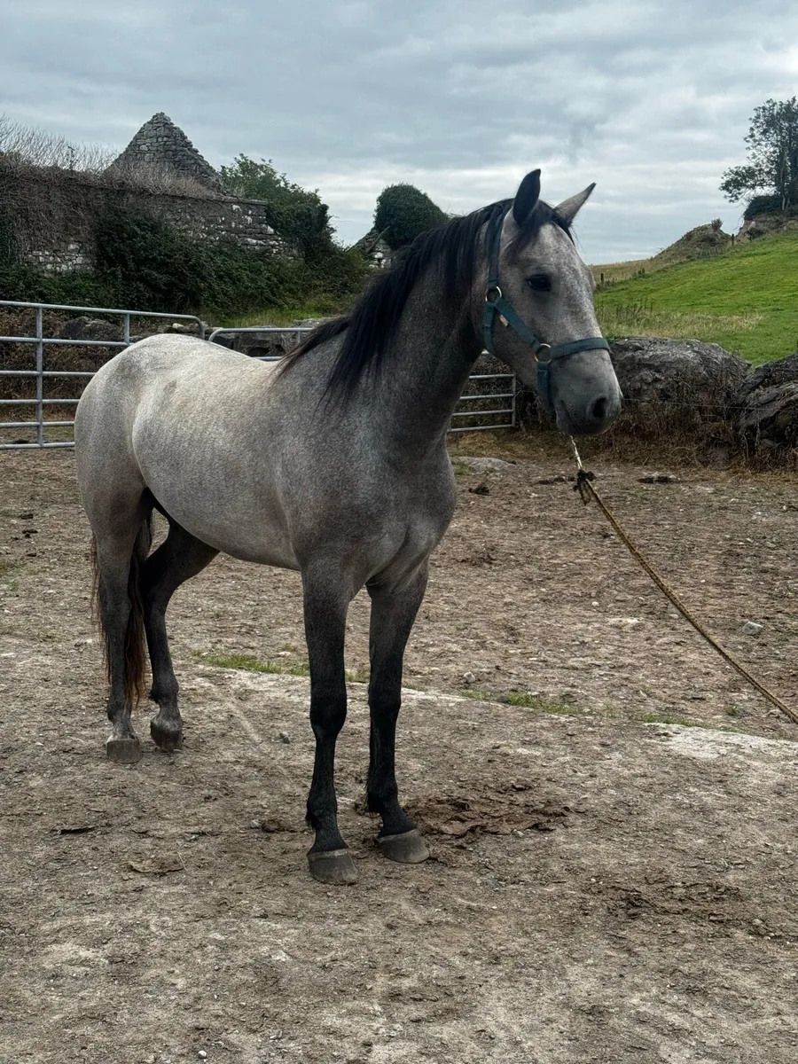 4 Connemara Ponies - Image 1