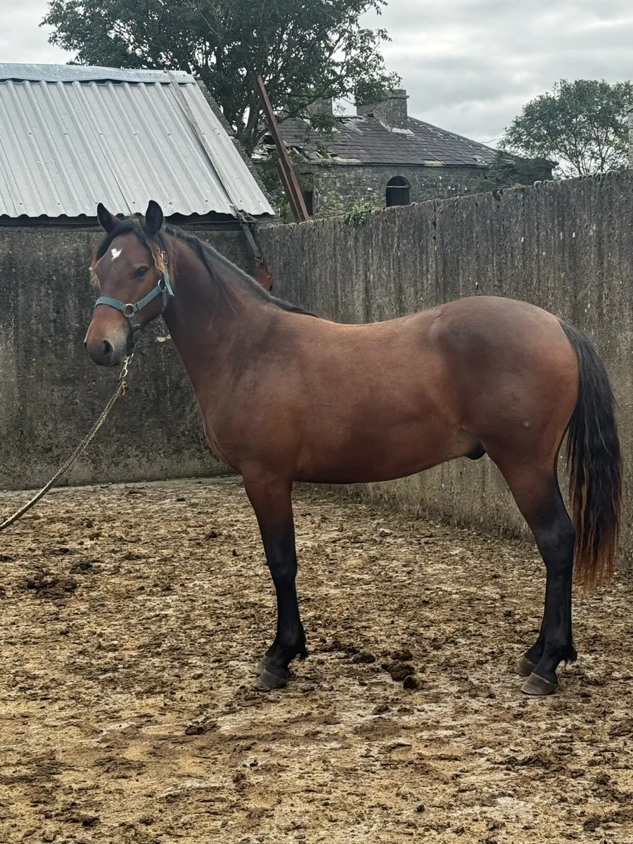 4 Connemara Ponies - Image 2