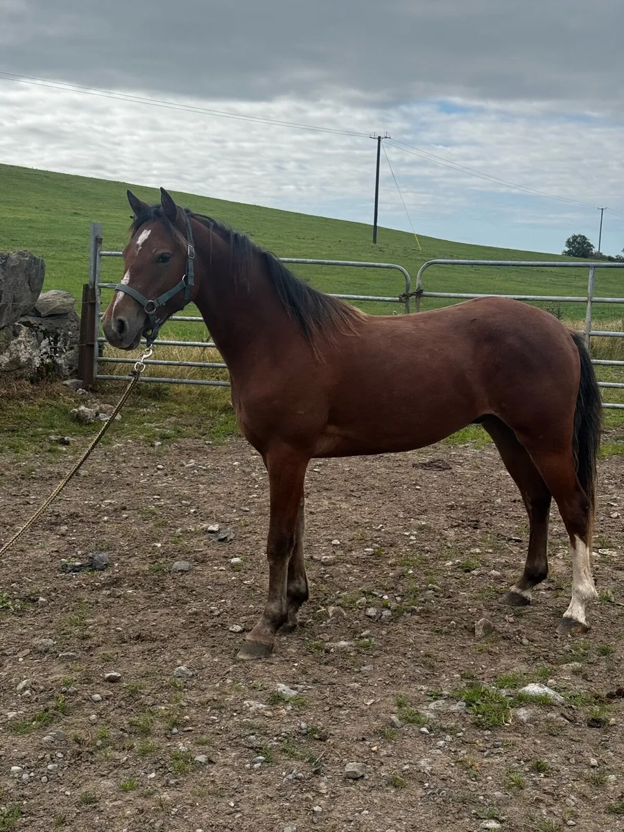 4 Connemara Ponies - Image 3