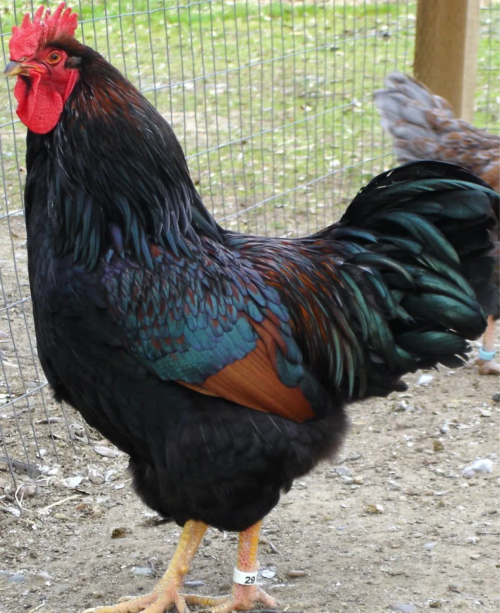 Hens - Image 1
