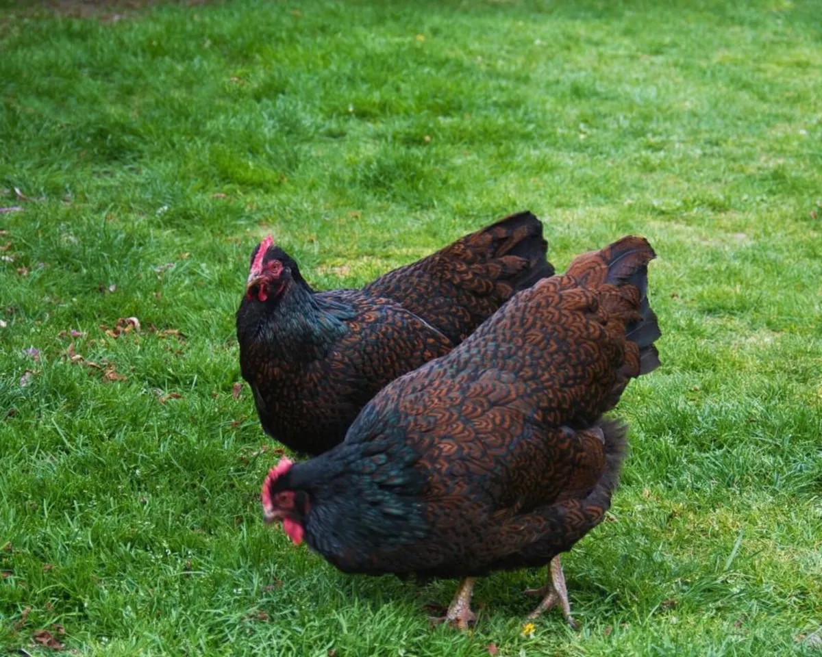 Hens - Image 2
