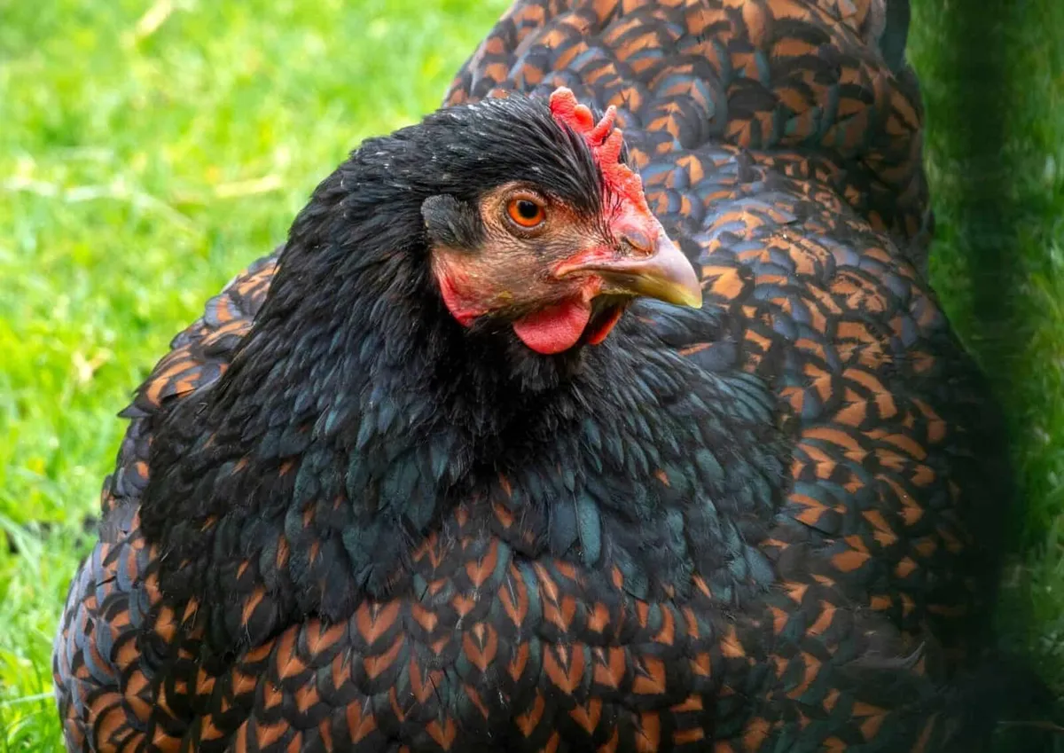 Hens - Image 3