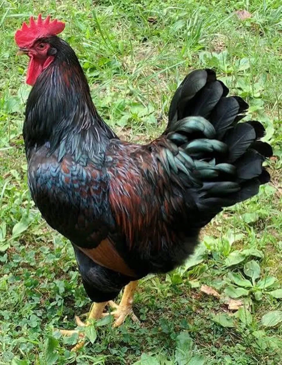 Hens - Image 4