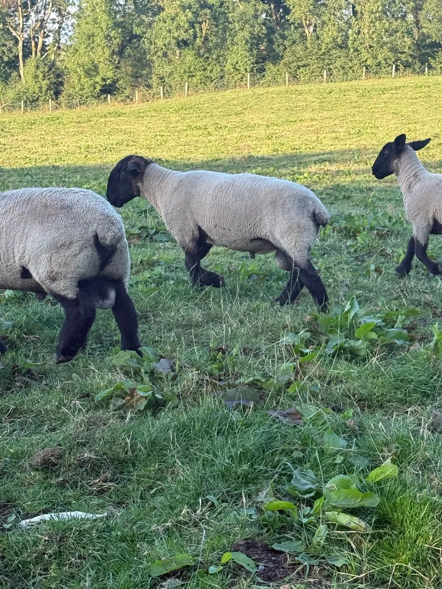 Suffolk Rams - Image 4
