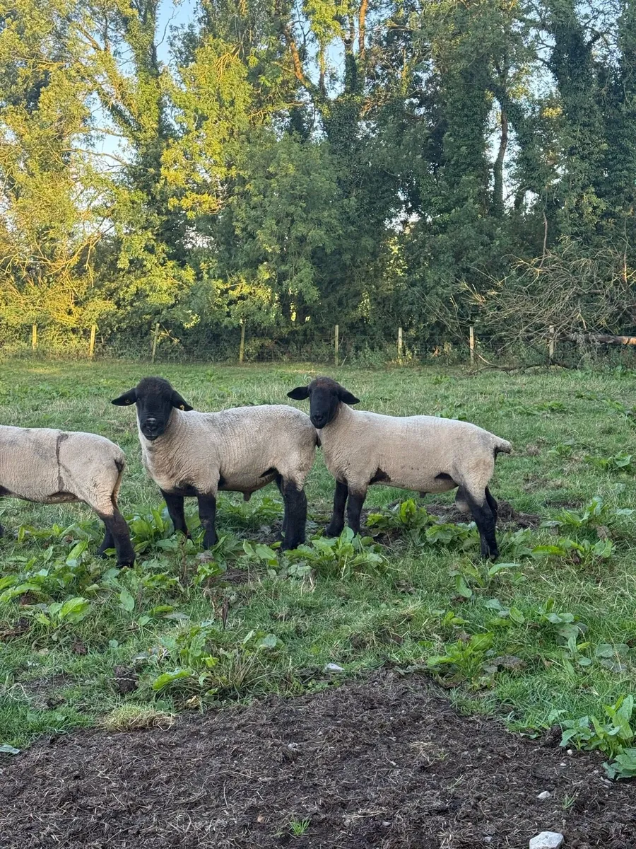 Suffolk Rams - Image 2