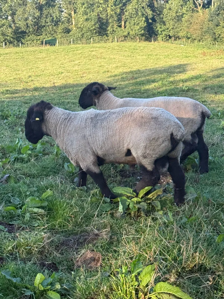 Suffolk Rams - Image 3