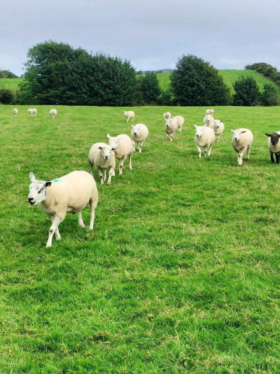 Hogget rams - Image 1