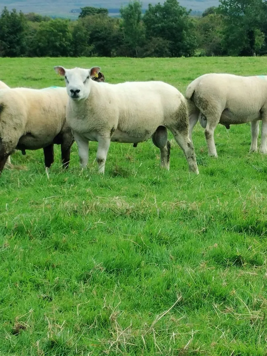 Hogget rams - Image 2