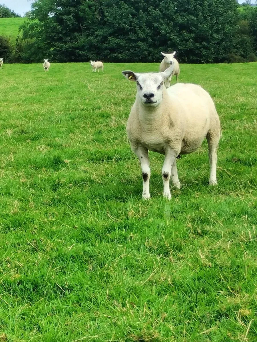 Hogget rams - Image 3