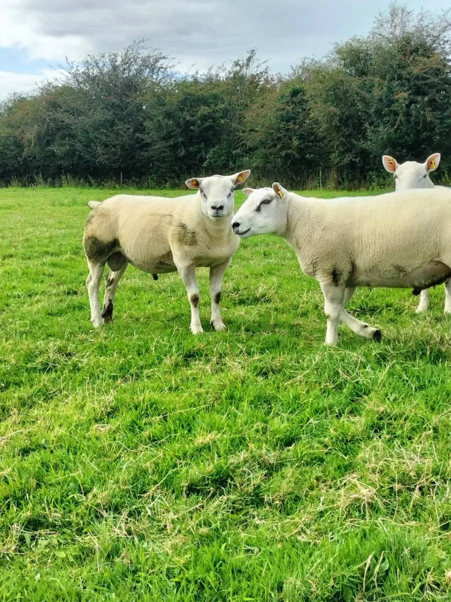 Hogget rams - Image 4