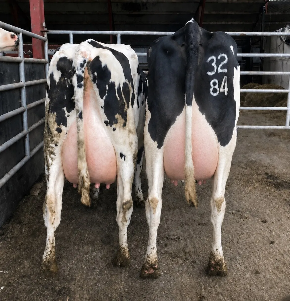 Special Entry - Omagh Mart - Mon 24th Aug