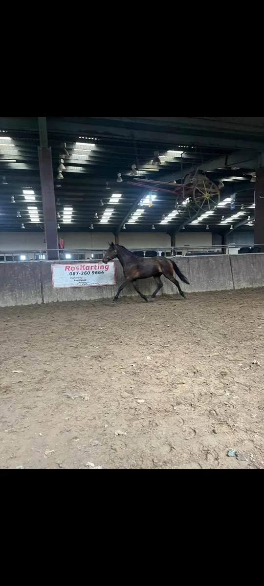 Lot 808 Clifden 3yr Bay Gelding