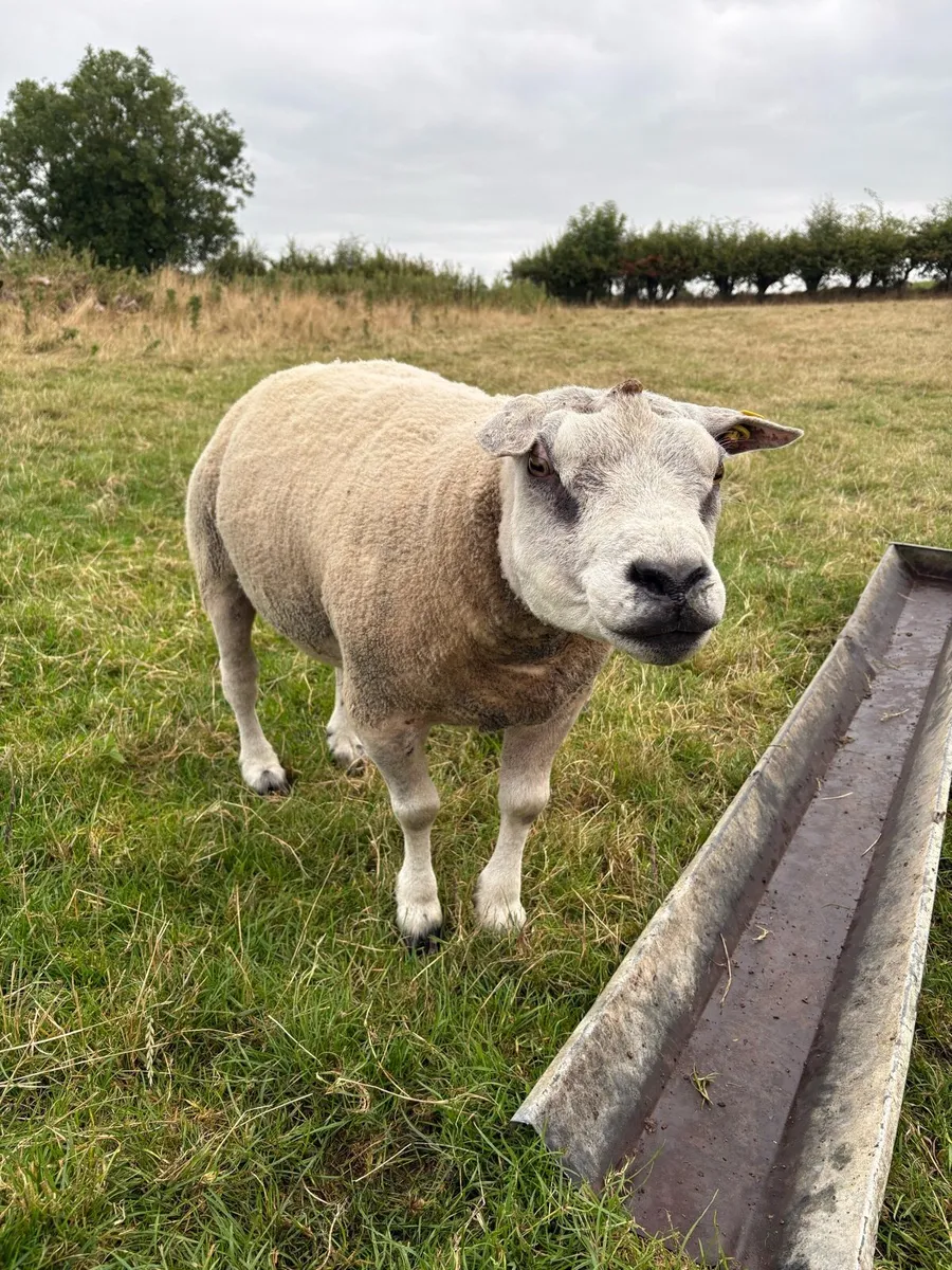 Pedigree Beltex and Routex Rams - Image 1