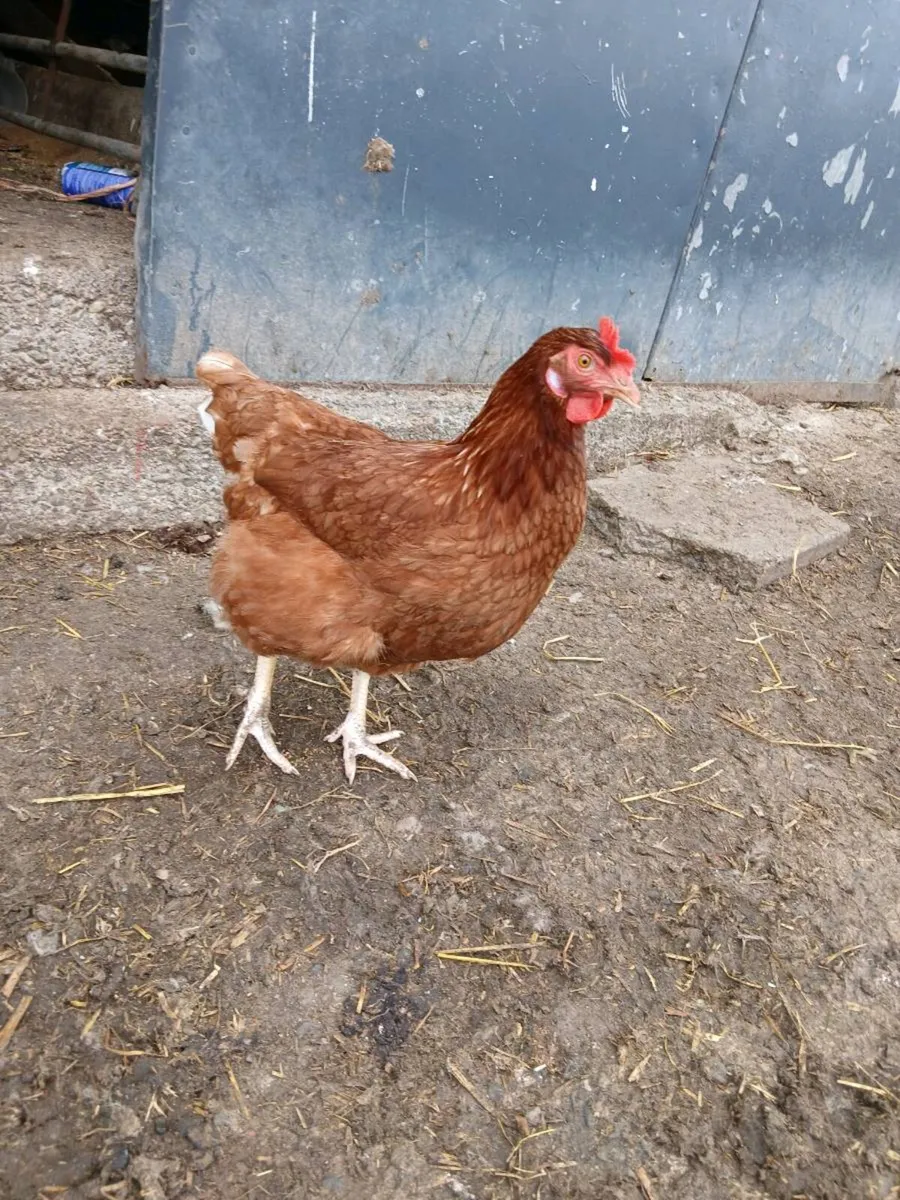 Brown laying free range hens - Image 1