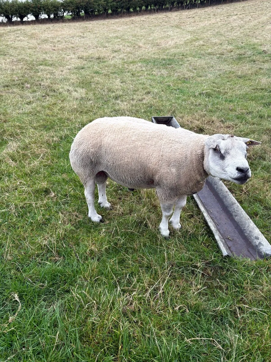 Pedigree Beltex and Routex Rams - Image 2