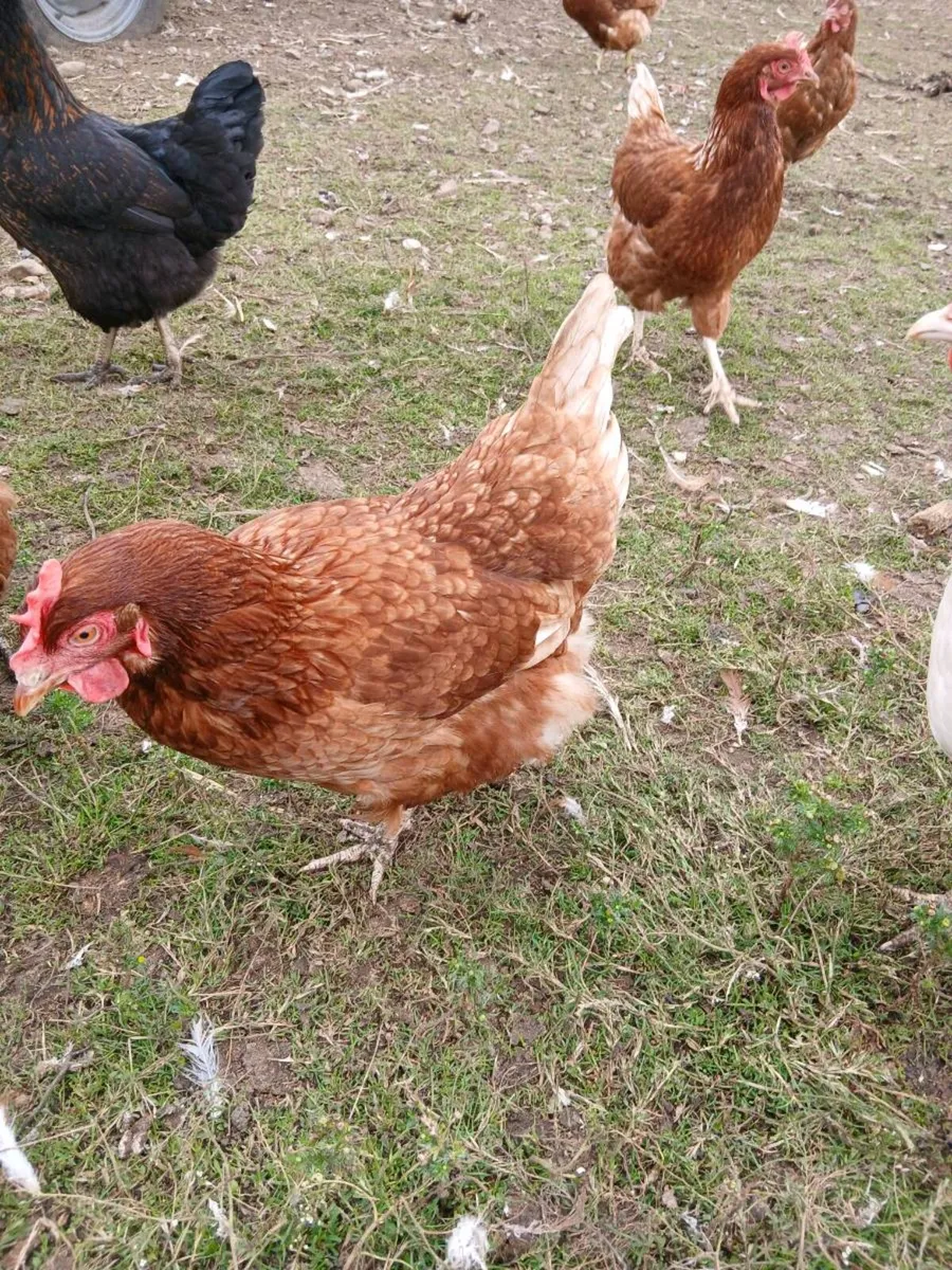 Brown laying free range hens - Image 2