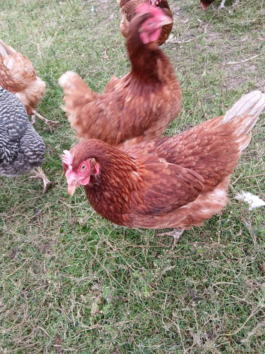 Brown laying free range hens - Image 3
