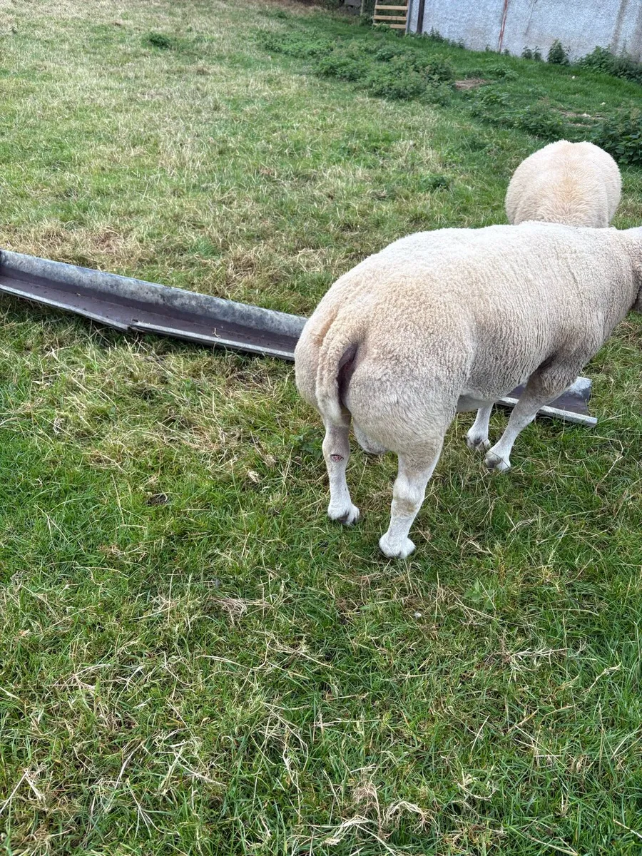 Pedigree Beltex and Routex Rams - Image 3