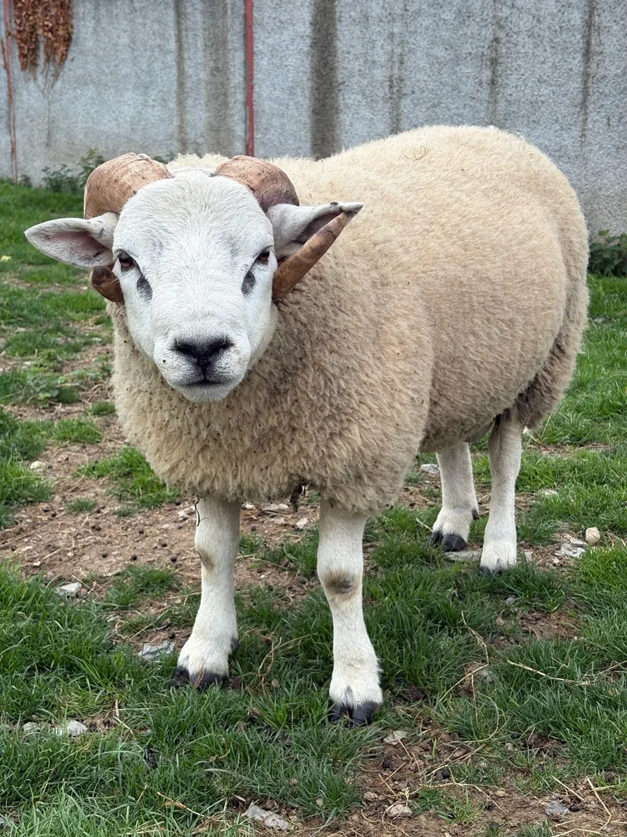 Pedigree Beltex and Routex Rams - Image 4