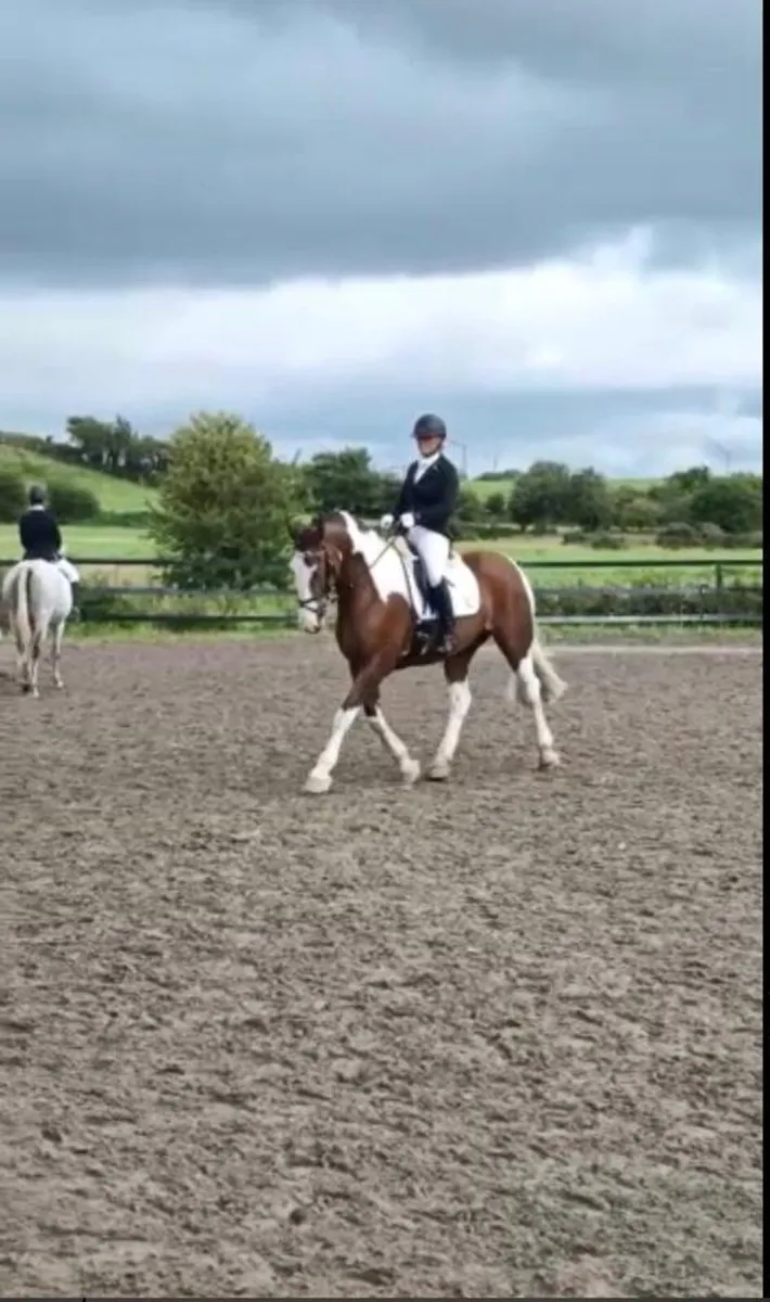 Perfect Allrounder - Image 4
