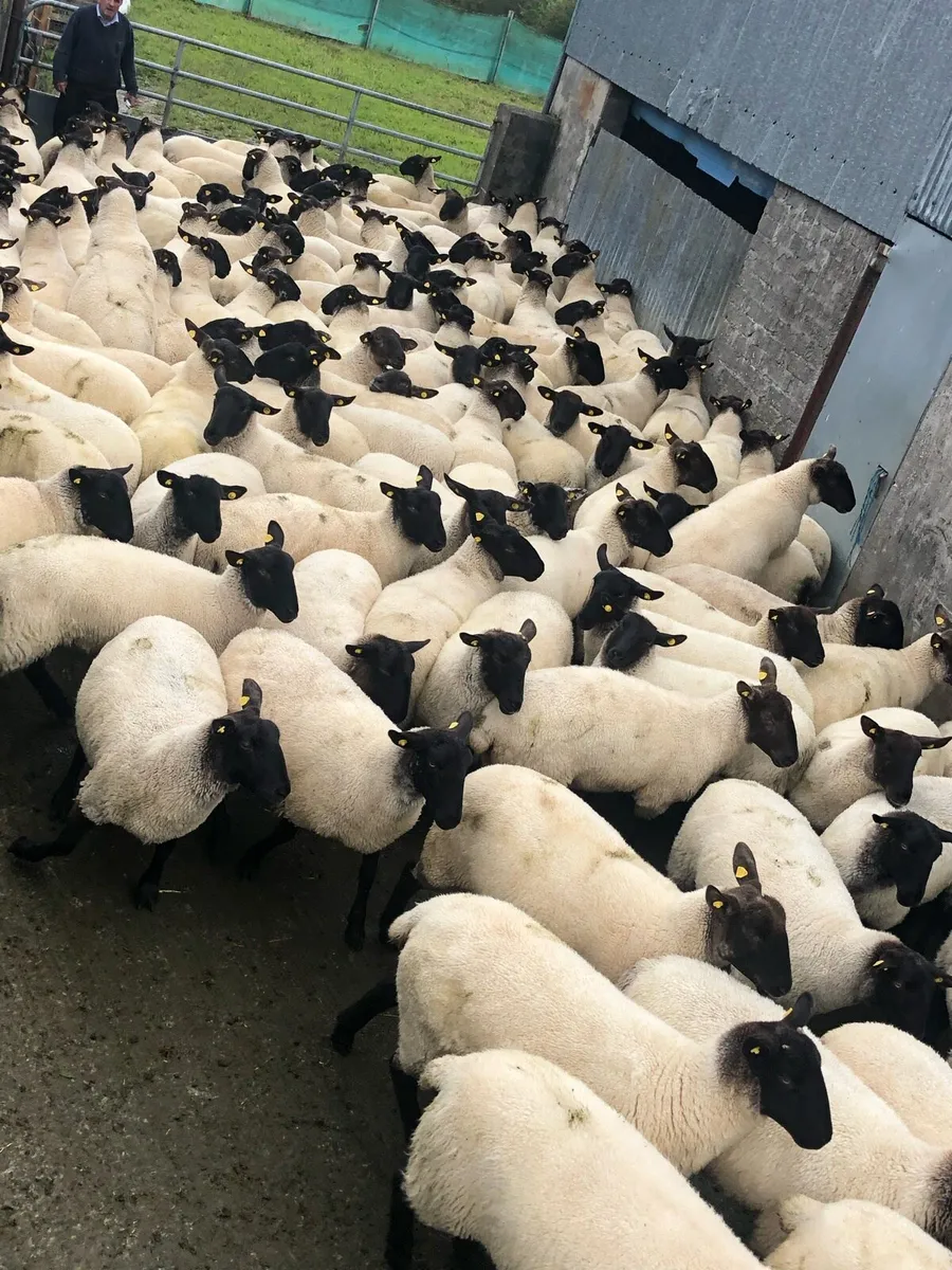 Suffolk x mule hoggets - Image 1