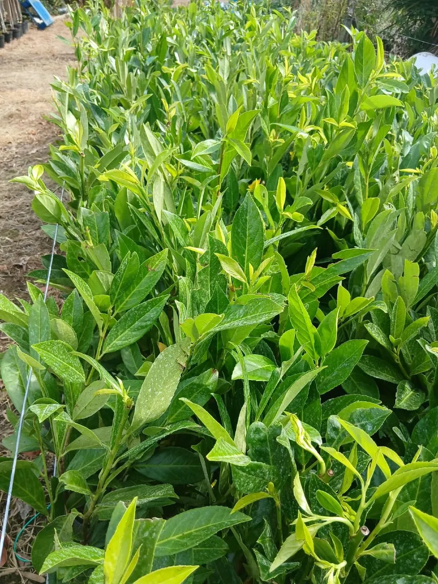 Laurel Hedging 3 feet tall €4 each - Image 4