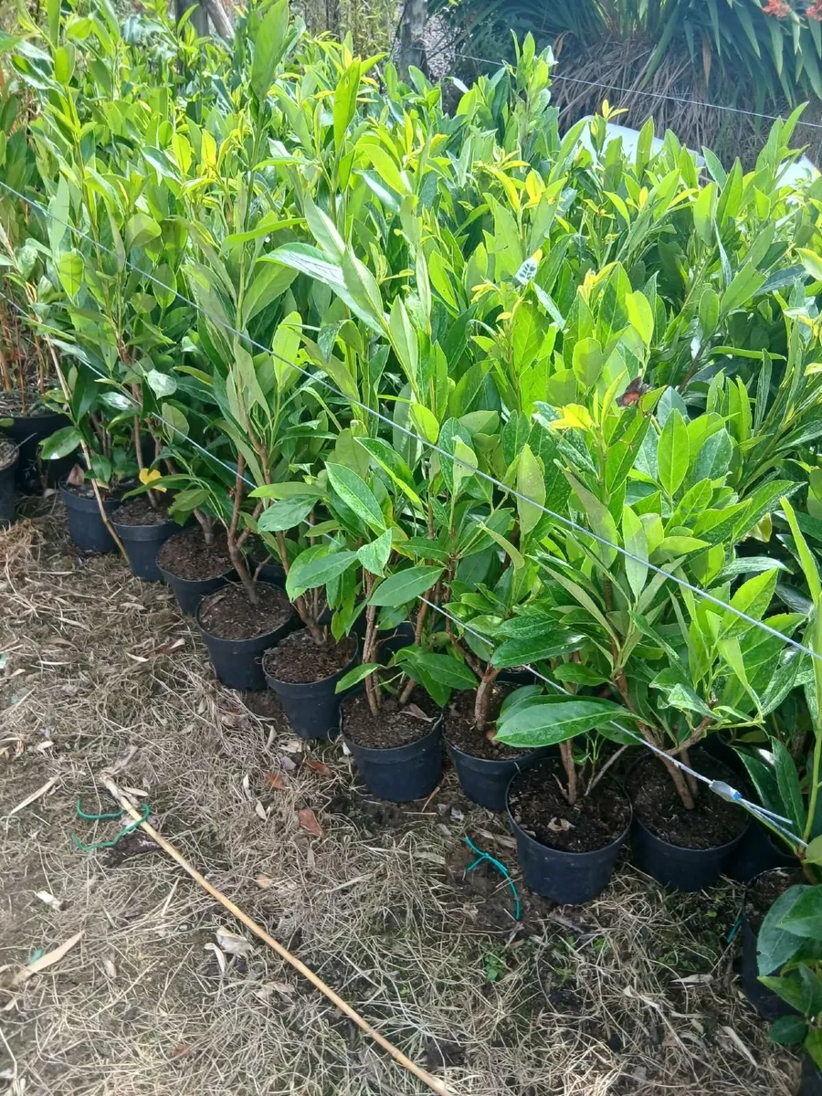 Laurel Hedging 3 feet tall €4 each - Image 1