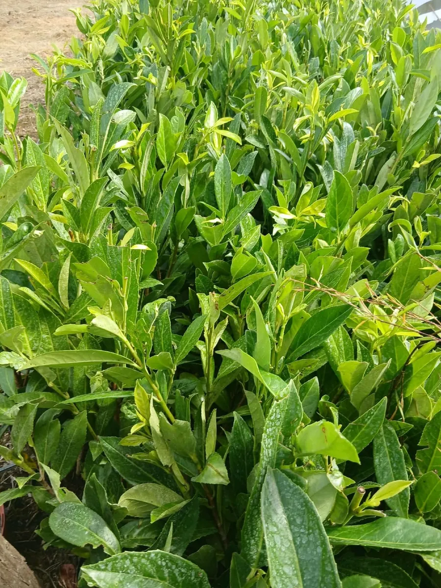 Laurel Hedging 3 feet tall €4 each - Image 3