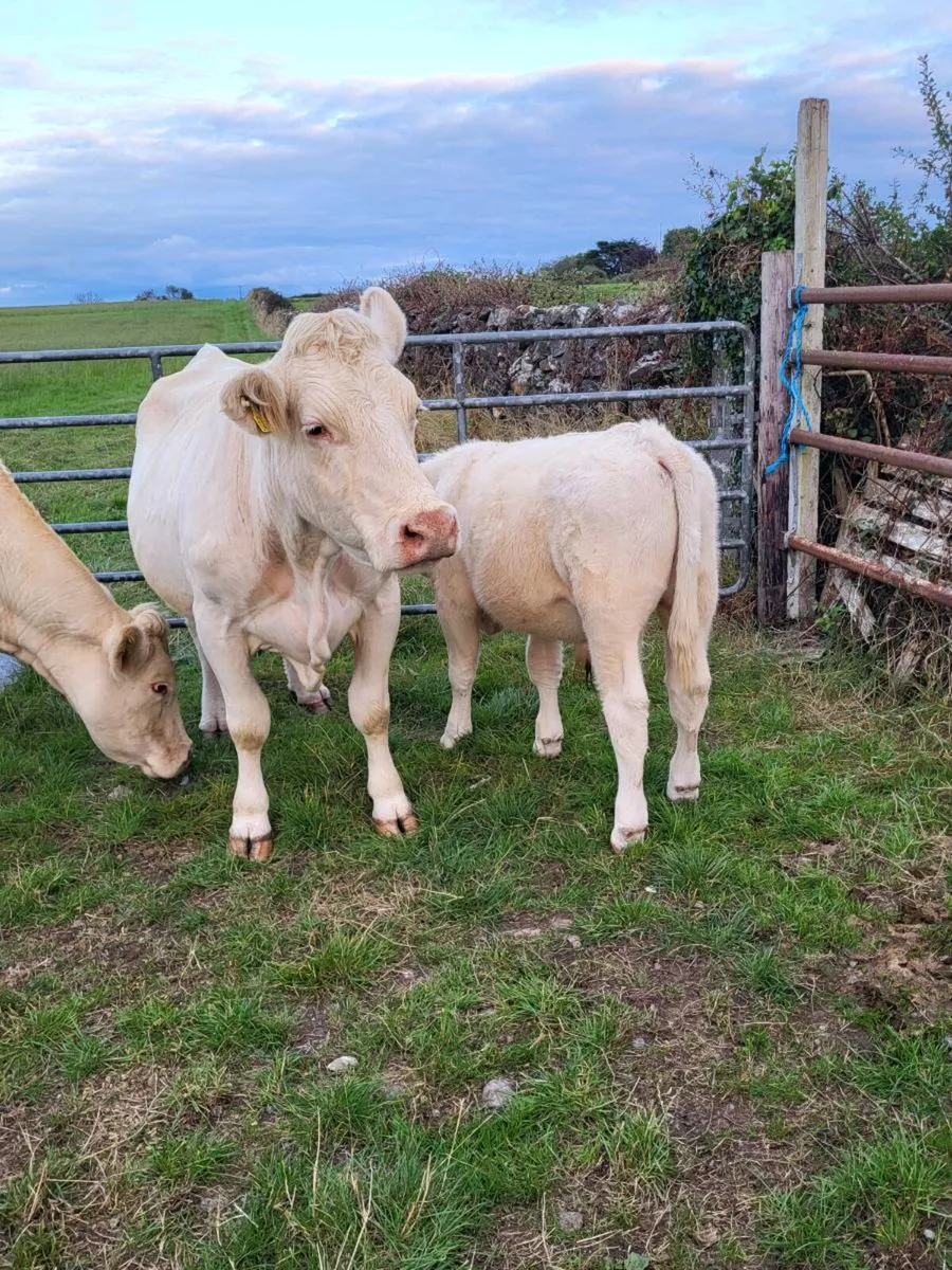 Pedigree Charolais  cows and calves for sale - Image 3