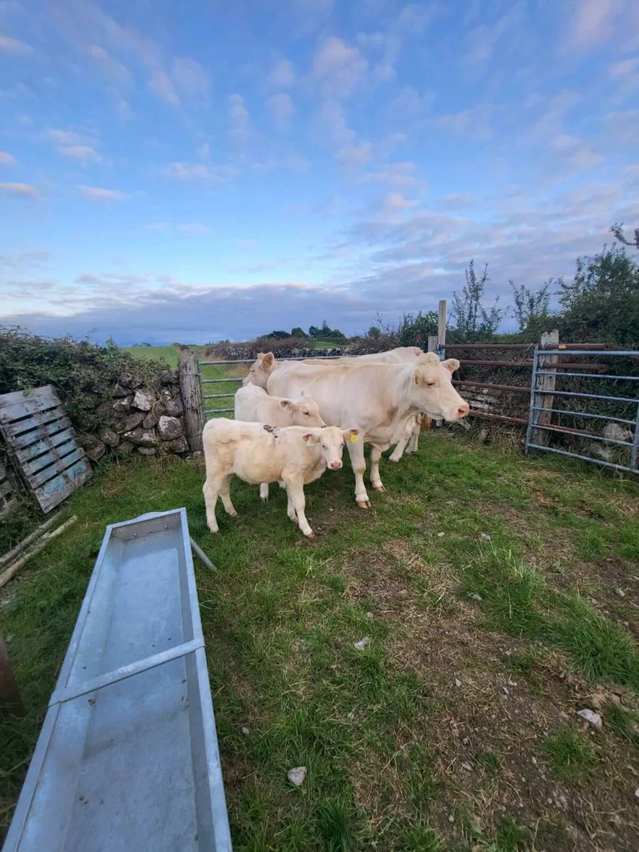 Pedigree Charolais  cows and calves for sale - Image 4