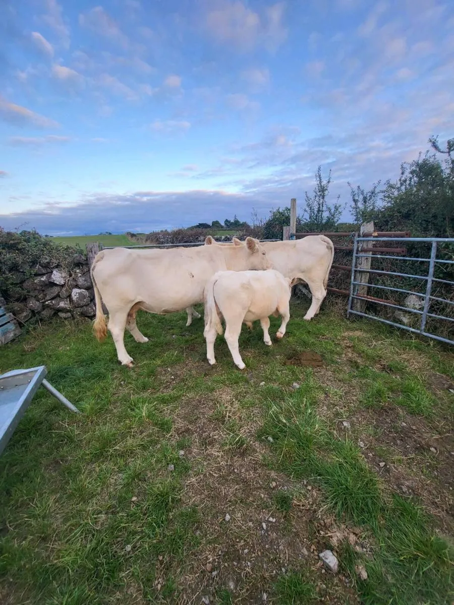 Pedigree Charolais  cows and calves for sale - Image 2