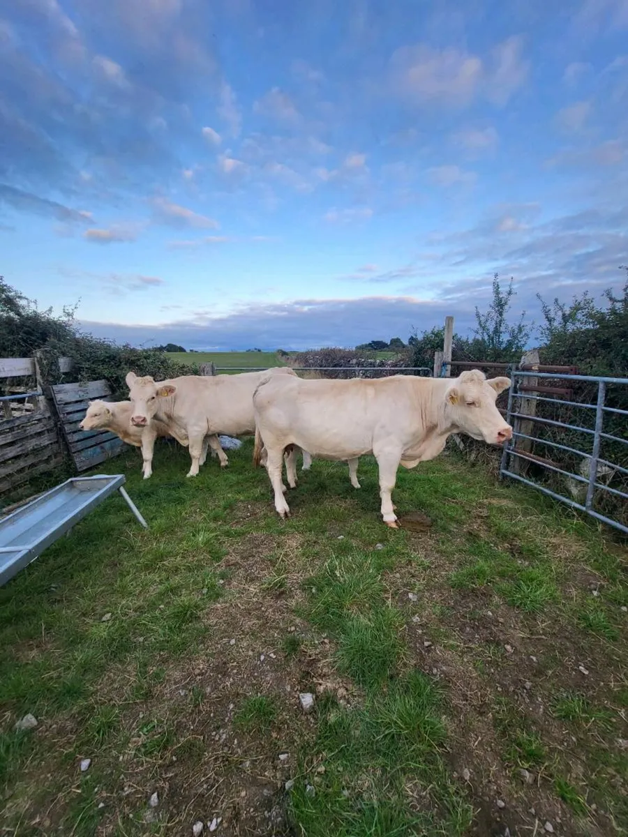 Pedigree Charolais  cows and calves for sale - Image 1