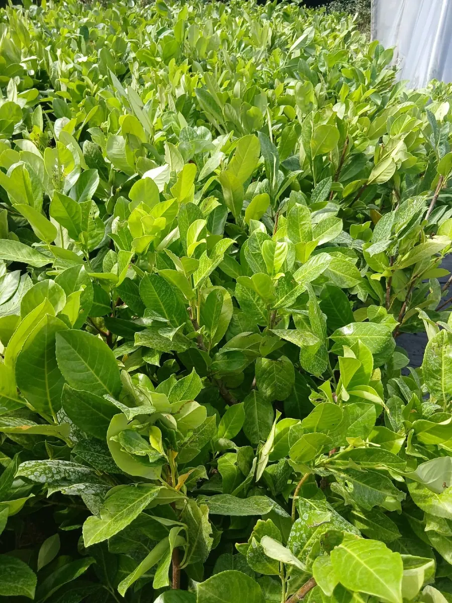 Large Instant Laurel Hedging €10 each - Image 4