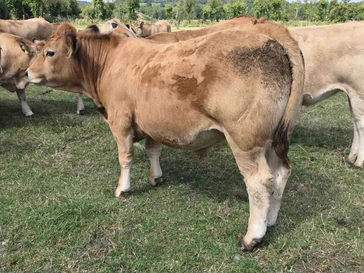 Bullocks - Image 2