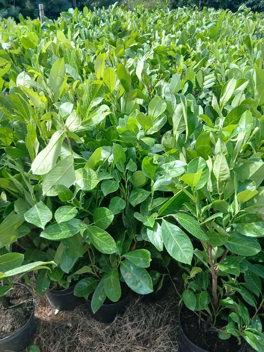 Large Instant Laurel Hedging €10 each - Image 3